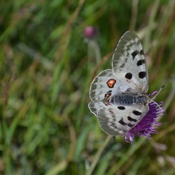 2015-07 Savoie/Orgère/DSC_0418.JPG